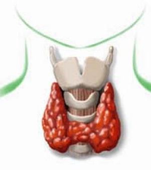Щитовидная железа (glandula thyroidca)